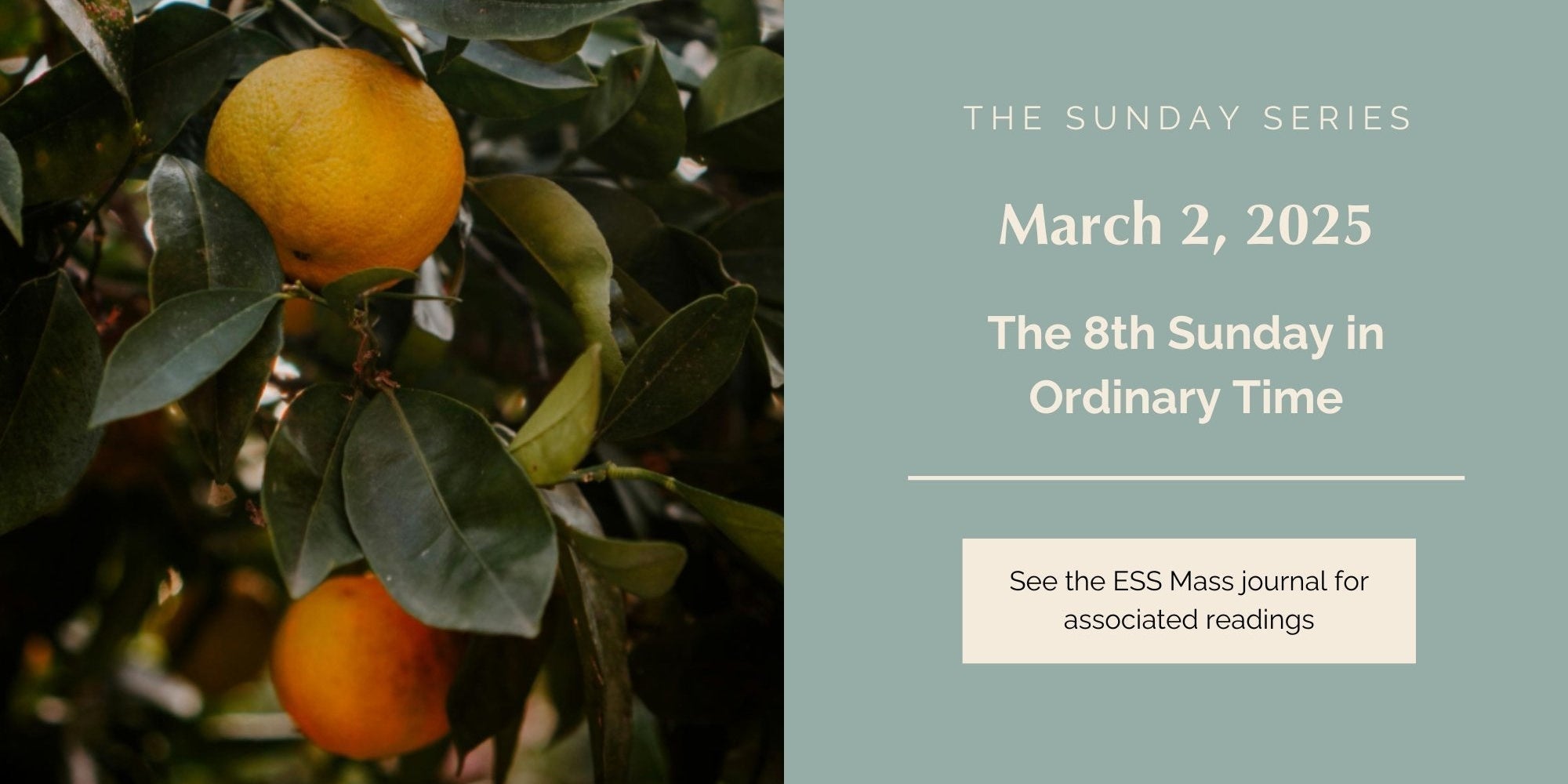March 2, 2025: Eighth Sunday in Ordinary Time
