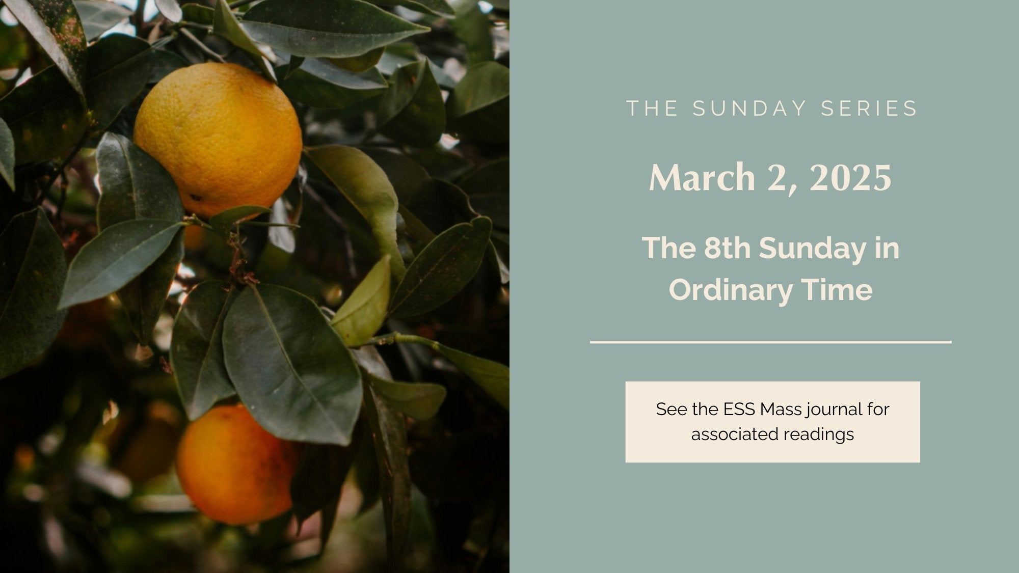 March 2, 2025: Eighth Sunday in Ordinary Time