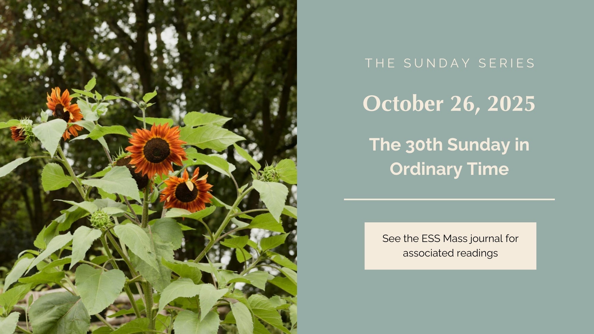October 26, 2025: Thirtieth Sunday in Ordinary Time